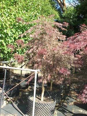 Acer palmatum Dissectum Inabe Shidare