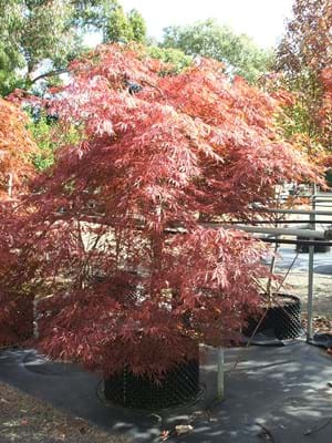 Acer palmatum Dissectum Inabe Shidare