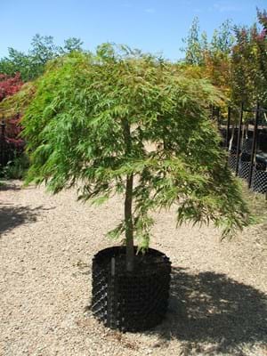 Acer palmatum Dissectum Atropurpureum AP40cmAcer palmatum Dissectum Viridis