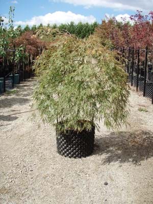 Acer palmatum Dissectum Viridis