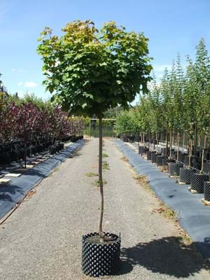 Acer platanoides Globosom AP40cmAcer platanoides Globosom