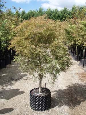 Acer palmatum Dissectum Bronze