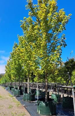 Acer X freemannii Autumn Blaze