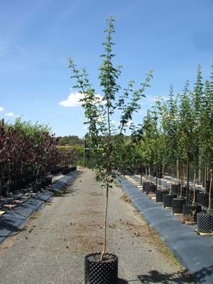Acer Campestre Evelyn - Queen Elizabeth Maple