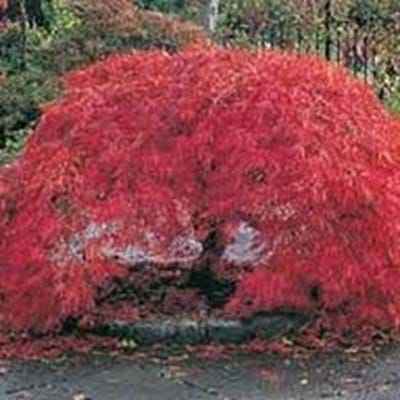 Acer palmatum dissectum Crimson Queen