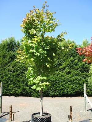 Acer japonicum Vitifolium