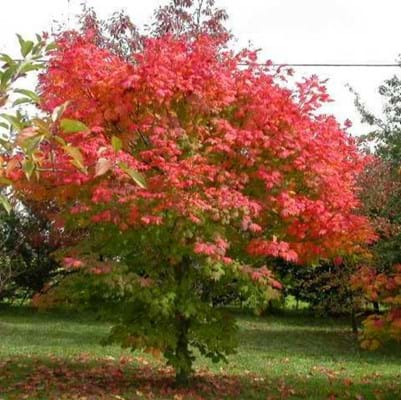 Acer japonicum Vitifolium