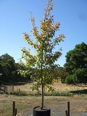 Acer negundo Sensation