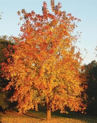 Acer negundo Sensation