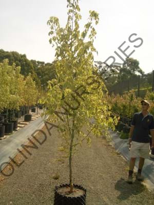 Acer negundo Sensation