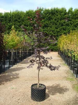Acer palmatum Bloodgood