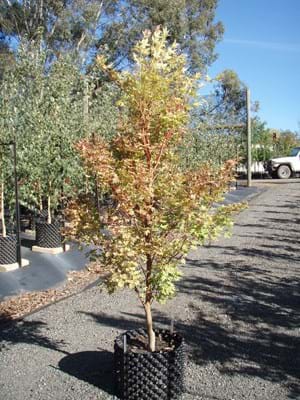 Acer palmatum Senkaki