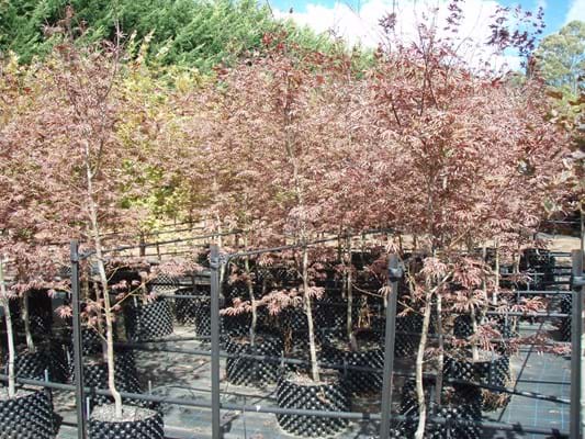 Acer palmatum Trompenburg