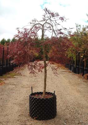 Acer palmatum Dissectum AtropurpureumAcer palmatum Dissectum Atropurpureum