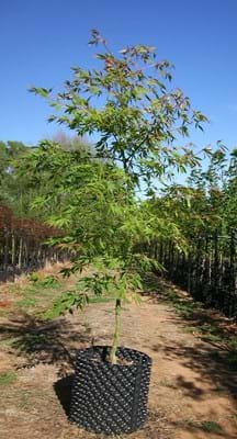 Acer Palmatum Elegans