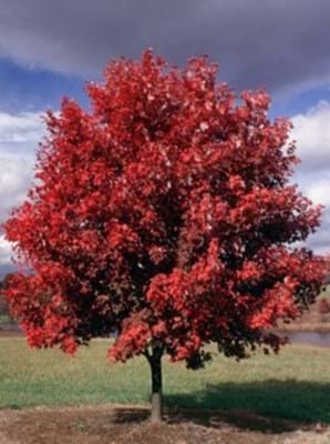 Acer rubrum October Glory