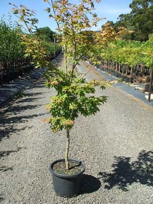 Acer palmatum Osakazuki