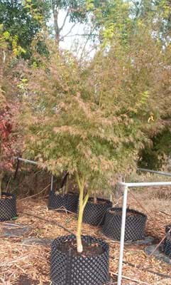 Acer palmatum Seiryu