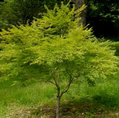 Mature Acer Palmatum SeiryuAcer palmatum Seiryu mature