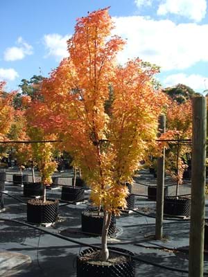 Acer palmatum Senkaki