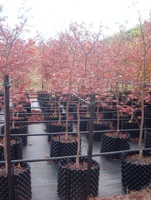 Acer palmatum Trompenburg