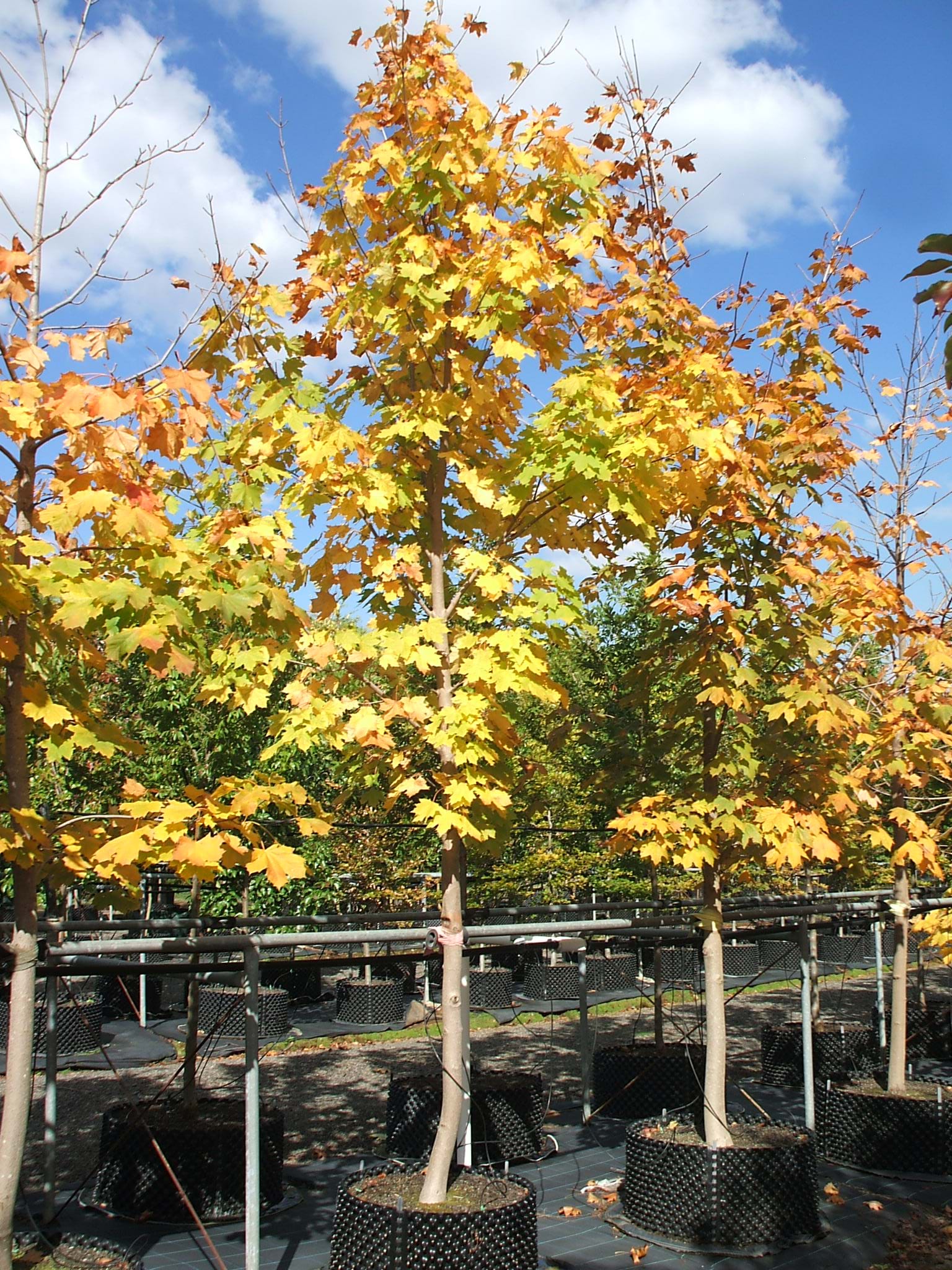 Acer Platanoides