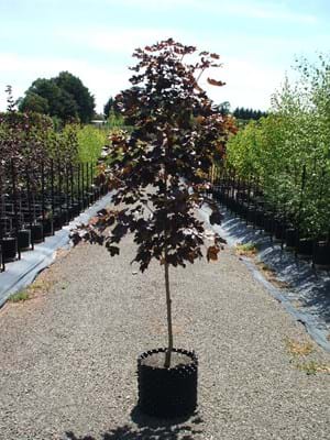 Acer platanoides Crimson King