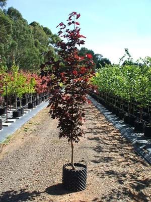 Acer platanoides Crimson Sentry