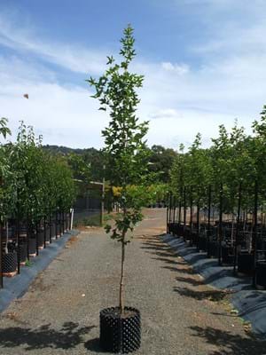 Acer platanoide Xtrunc Pacific Sunset