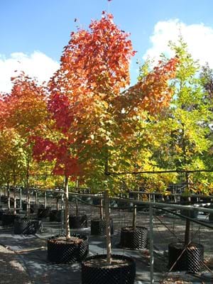 Acer platanoide Xtrunc Pacific Sunset
