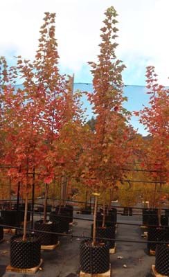 Acer Rubrum Autumn Red