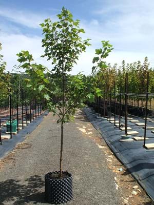 ACER RUBRUM AUTUMN RED