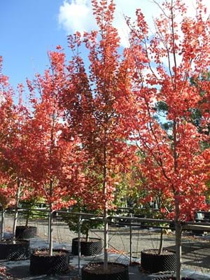 ACER RUBRUM BRANDY WINE