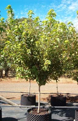 Acer rubrum Faireview Flame