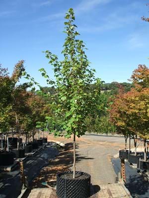 Acer rubrum October Glory