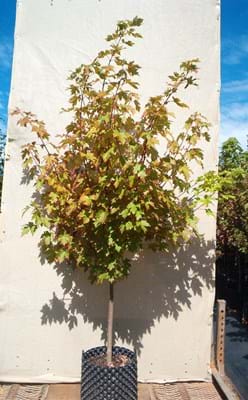 Acer X freemannii Autumn Blaze