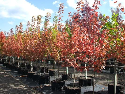 Acer X freemannii Autumn Blaze