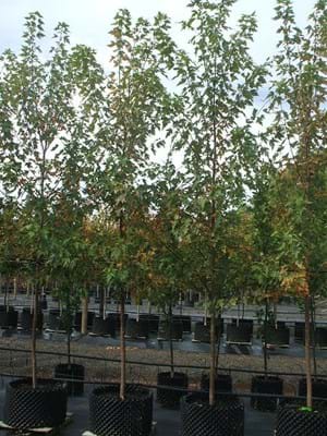 Acer X freemanni Siena