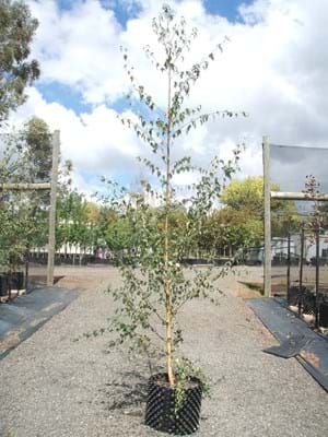 Betula pendula Dalecarlica