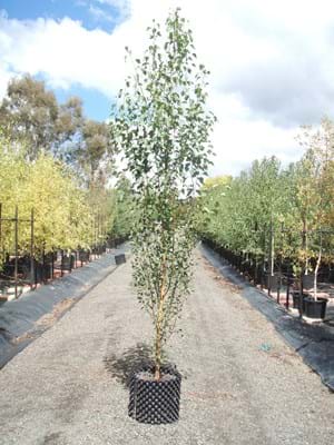 Betula pendula Fastigiata