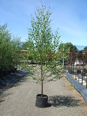 Betula pendula Alba AP40