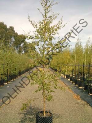 Betula pendula Dalecarlica