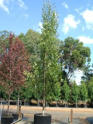 Betula pendula Fastigiata