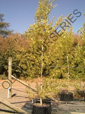 Betula pendula Moss White