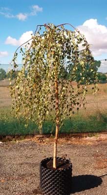Betula pendula Youngii