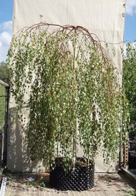 Betula pendula Youngii