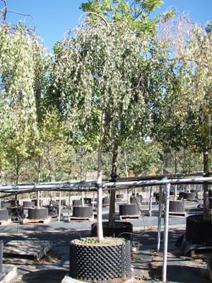 Betula pendula Youngii