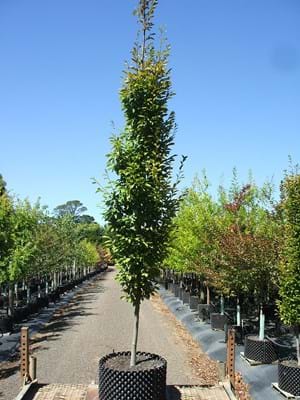 Carpinus betulus Fastigiata