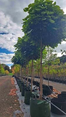 Catalpa bignonioides nana