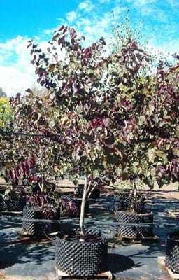 Cercis canandensis Forest Pansy